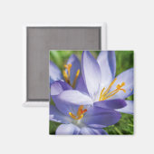 Crocus Magnet (Vorderseite/Rückseite)