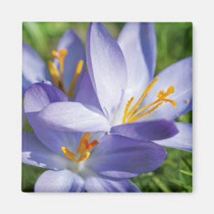 Crocus Magnet