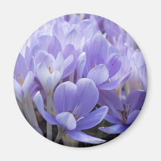 Crocus Magnet (Vorne)