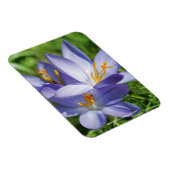 Crocus Magnet (Rechte Seite)