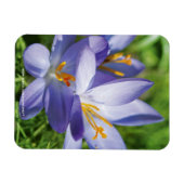 Crocus Magnet (Horizontal)