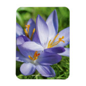 Crocus Magnet (Vertikal)