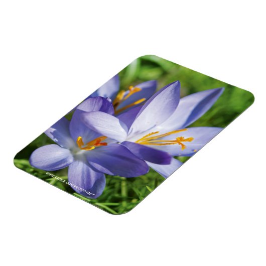 Crocus Magnet (Linke Seite)