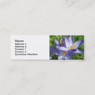 Crocus Mini Visitenkarte