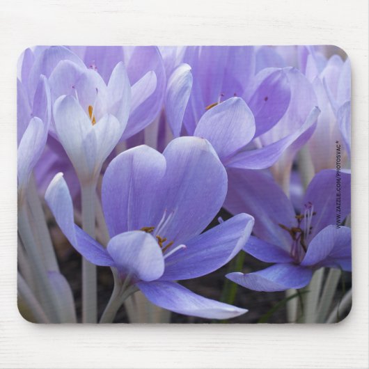 Crocus Mousepad (Vorne)
