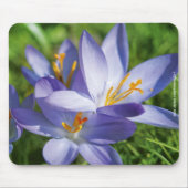 Crocus Mousepad (Vorne)