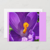 Crocus Nah-Up-DIY-Postkarte Postkarte (Vorne/Hinten)