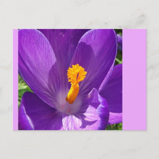 Crocus Nah-Up-DIY-Postkarte Postkarte (Vorderseite)