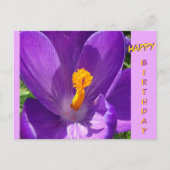 Crocus Nah-Up Happy Birthday Postcard Postkarte (Vorderseite)