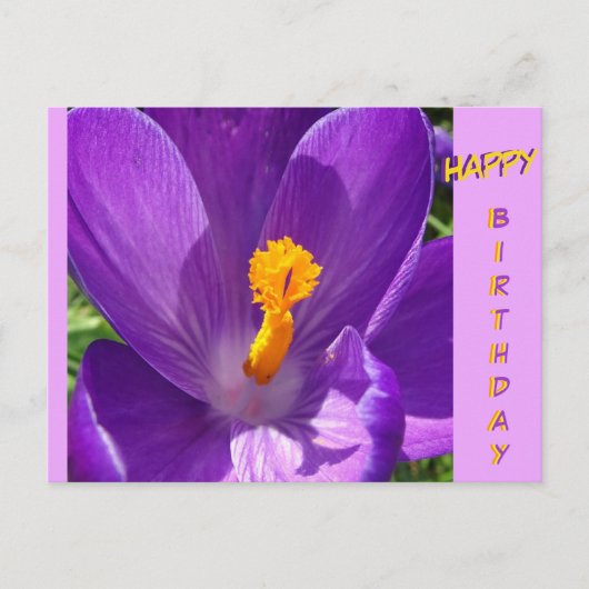 Crocus Nah-Up Happy Birthday Postcard Postkarte (Vorderseite)