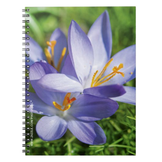 Crocus Notizblock (Vorderseite)