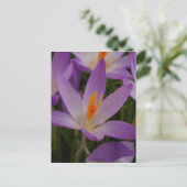 Crocus Postcard Postkarte (Stehend Vorderseite)