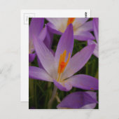 Crocus Postcard Postkarte (Vorne/Hinten)