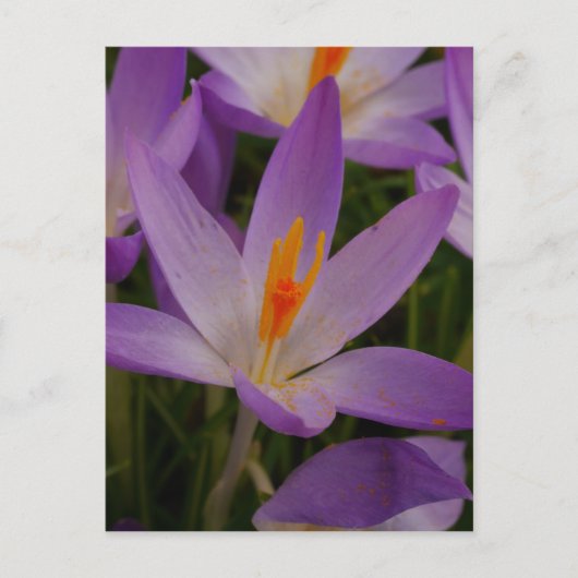 Crocus Postcard Postkarte (Vorderseite)