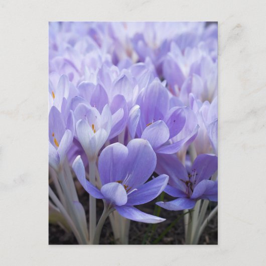 Crocus Postcard Postkarte (Vorderseite)