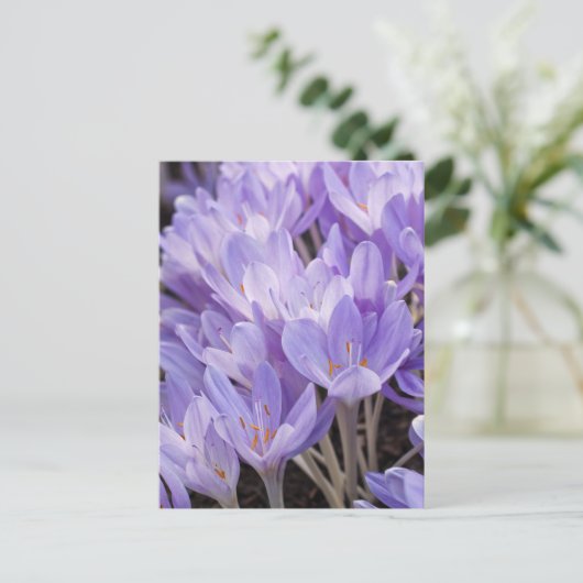 Crocus Postcard Postkarte (Stehend Vorderseite)