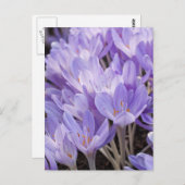 Crocus Postcard Postkarte (Vorne/Hinten)