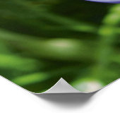 Crocus Poster (Ecke)