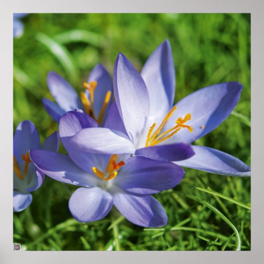 Crocus Poster (Vorne)