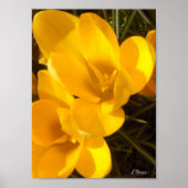 Crocus Poster (Vorne)