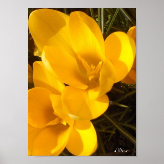 Crocus Poster (Vorne)