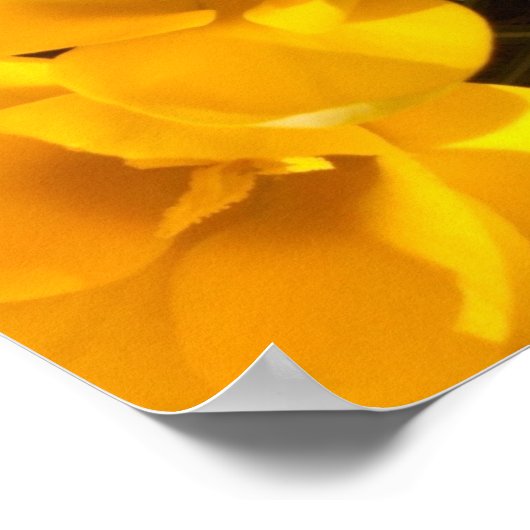 Crocus Poster (Ecke)