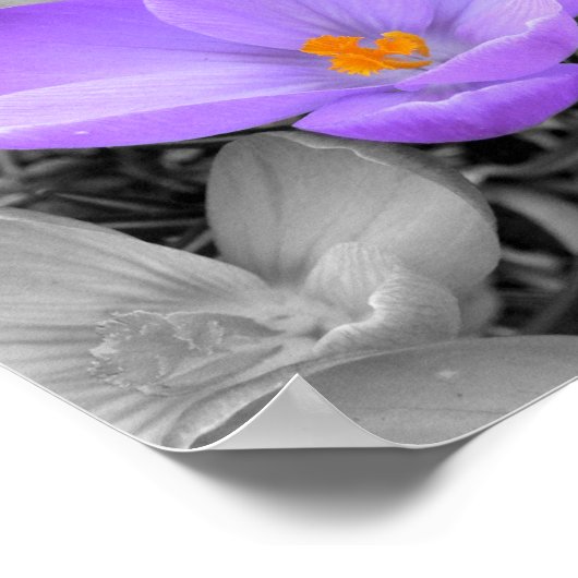 Crocus Poster (Ecke)