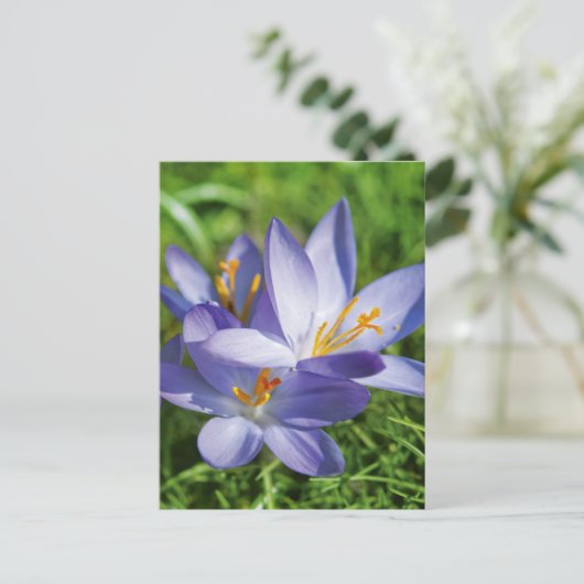 Crocus Postkarte (Stehend Vorderseite)