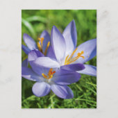 Crocus Postkarte (Vorderseite)