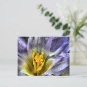 Crocus Postkarte (Stehend Vorderseite)