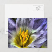 Crocus Postkarte (Vorne/Hinten)