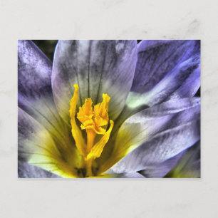 Crocus Postkarte