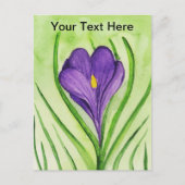 Crocus Postkarte (Vorderseite)