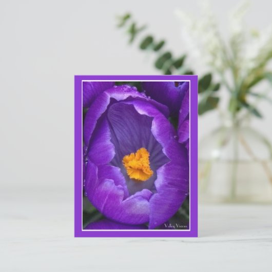 Crocus Postkarte (Stehend Vorderseite)