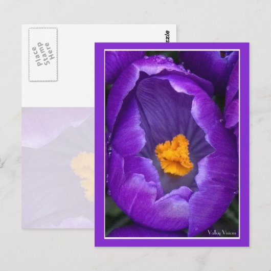 Crocus Postkarte (Vorne/Hinten)