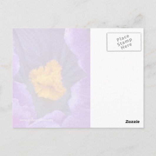 Crocus Postkarte (Rückseite)