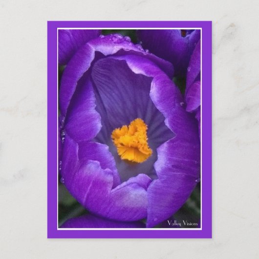 Crocus Postkarte (Vorderseite)