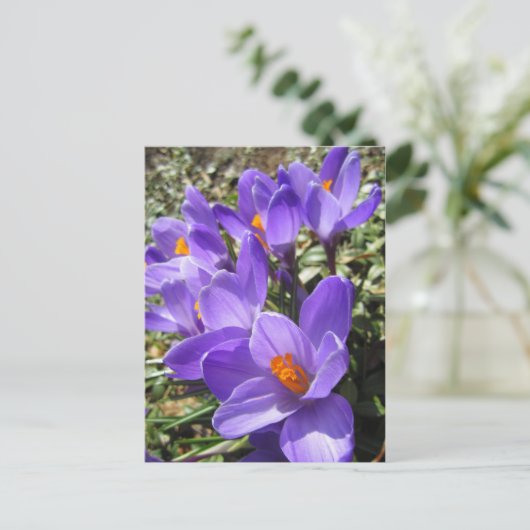 Crocus Postkarte (Stehend Vorderseite)