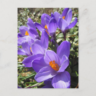 Crocus Postkarte