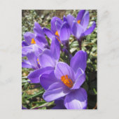 Crocus Postkarte (Vorderseite)