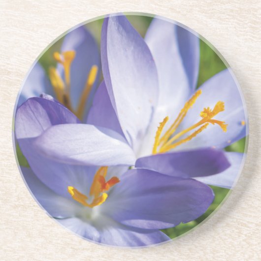 Crocus Sandstein Untersetzer (Vorne)