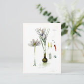 Crocus sativus postkarte (Stehend Vorderseite)