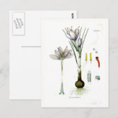 Crocus sativus postkarte (Vorne/Hinten)