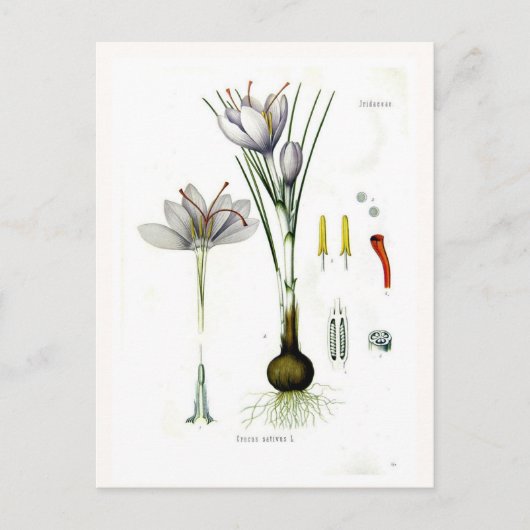 Crocus sativus postkarte (Vorderseite)