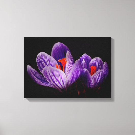 Crocus Silhouette Leinwanddruck (Vorderseite)