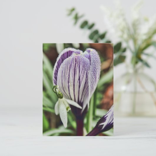 Crocus Snowdrop und Wassertröpfchen Postkarte (Stehend Vorderseite)