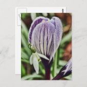 Crocus Snowdrop und Wassertröpfchen Postkarte (Vorne/Hinten)