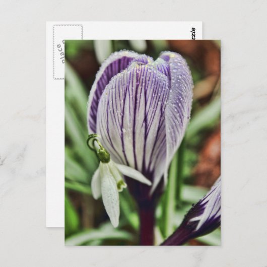 Crocus Snowdrop und Wassertröpfchen Postkarte (Vorne/Hinten)