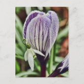 Crocus Snowdrop und Wassertröpfchen Postkarte (Vorderseite)