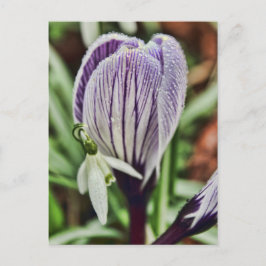 Crocus Snowdrop und Wassertröpfchen Postkarte